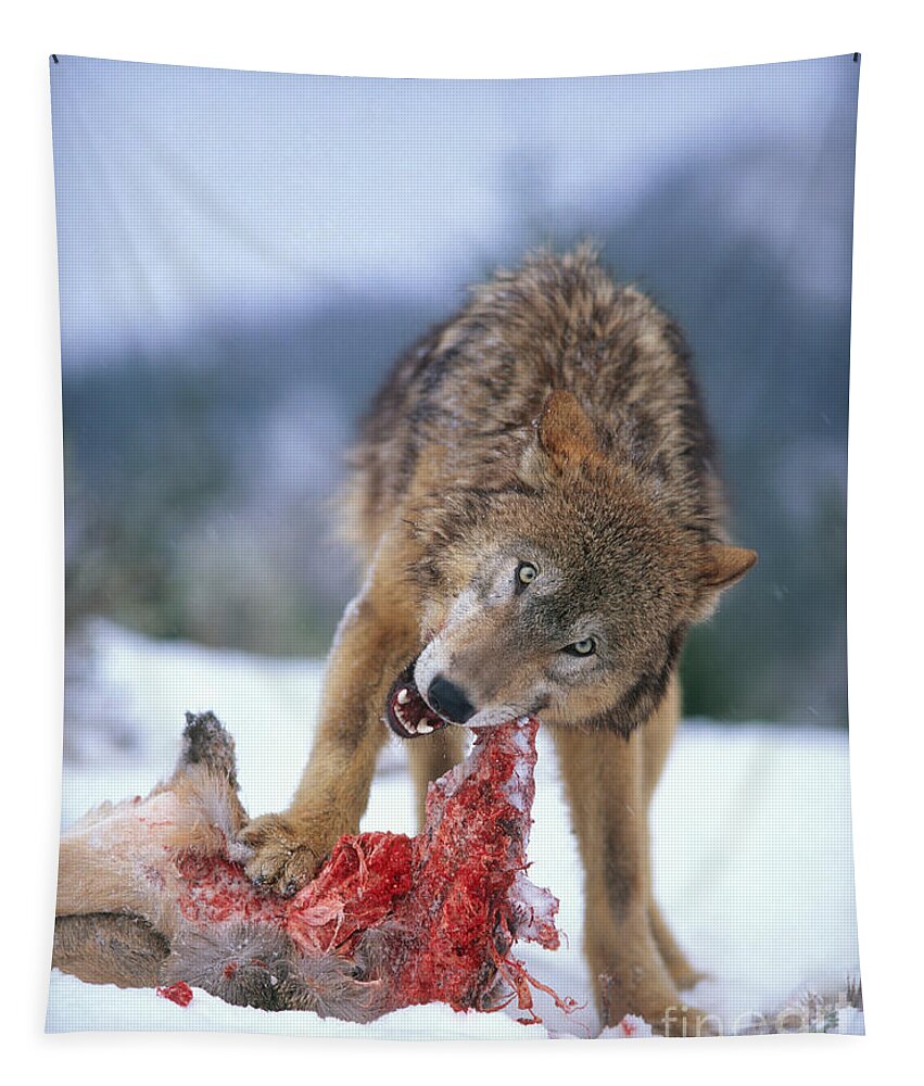 Gray Wolf Tapestry featuring the photograph Timber Wolf #8 by Hans Reinhard