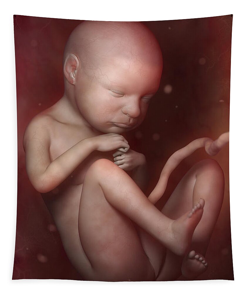 Develop Tapestry featuring the photograph Developing Fetus #9 by Science Picture Co
