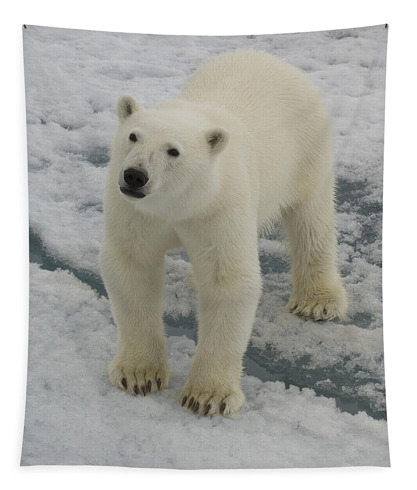 Polar Bear Tapestry featuring the photograph Polar Bear Crossing Ice Floe #9 by John Shaw
