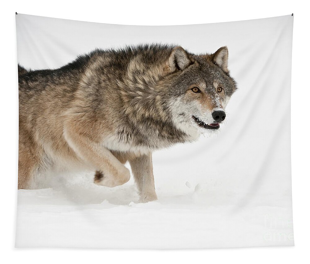 Canis Lupus Tapestry featuring the photograph Wolf In Winter #9 by John Shaw