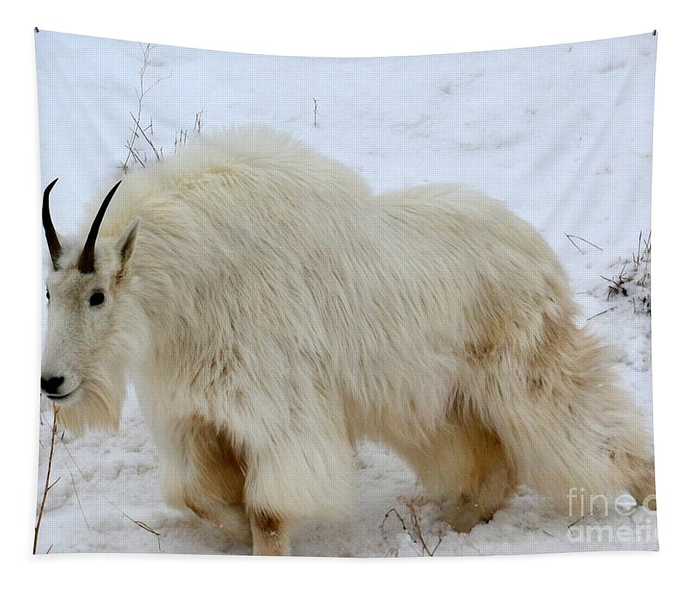 Mountain Goat Tapestry featuring the photograph A Beautiful Woman by Dorrene BrownButterfield