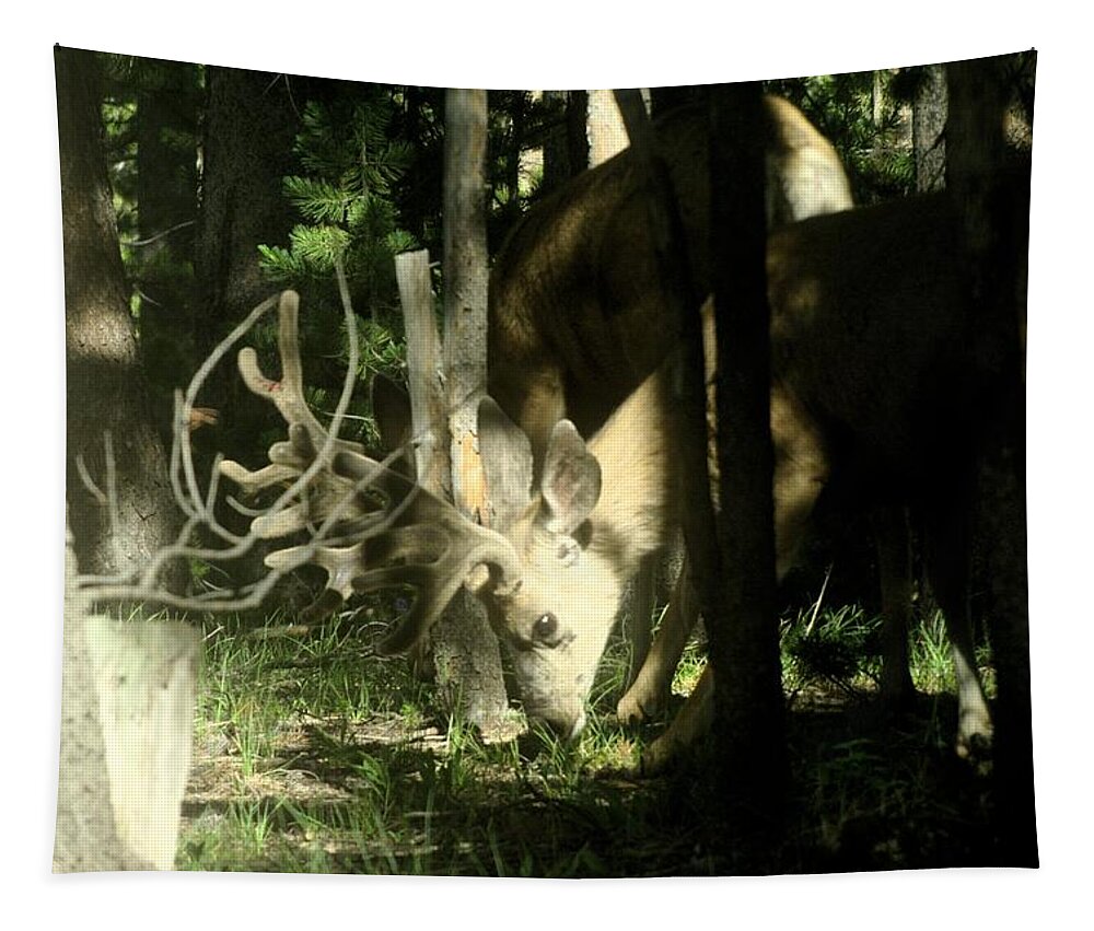 Wildlife Tapestry featuring the photograph A Buck Deer Grazes by Jeff Swan