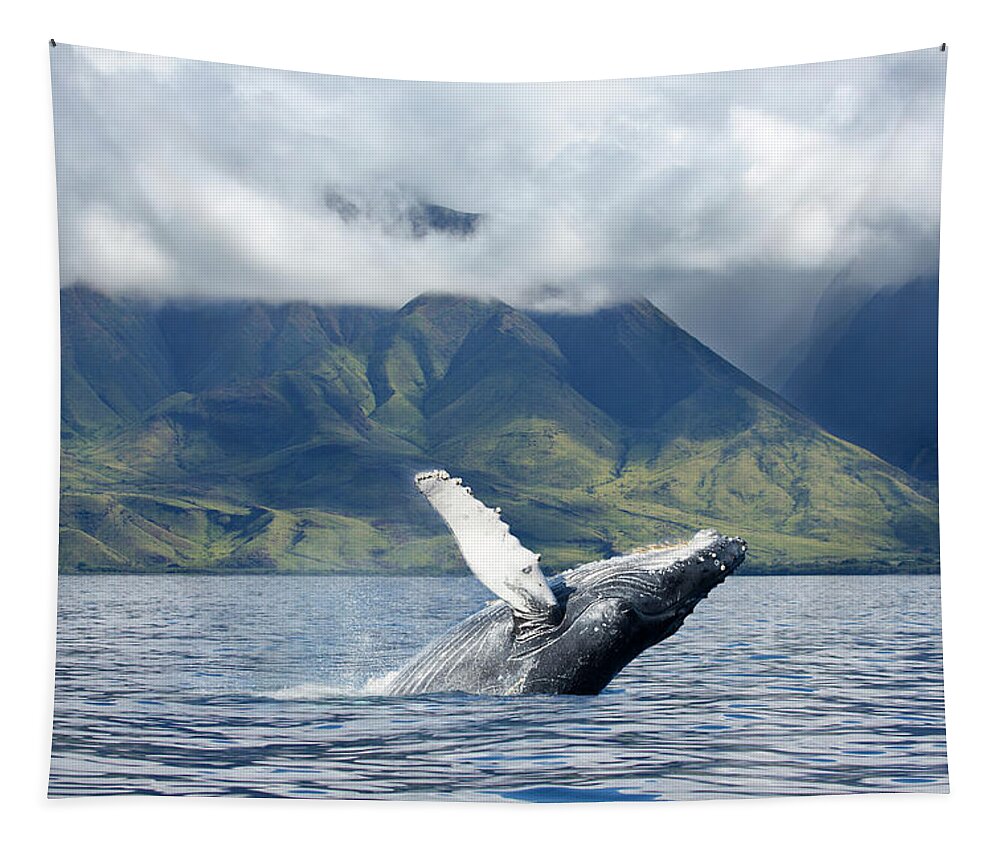 Animals In The Wild Tapestry featuring the photograph A Humpback Whale Megaptera by Dave Fleetham