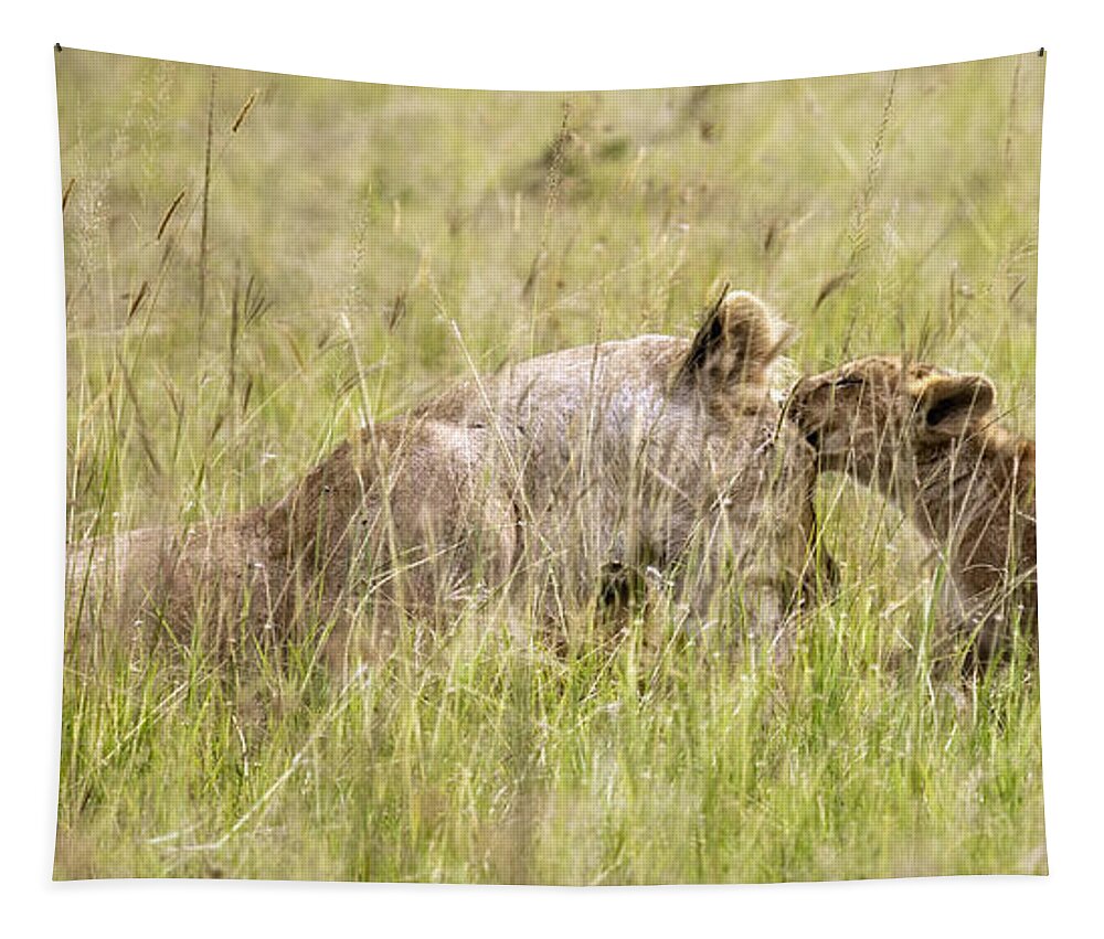 Africa Tapestry featuring the photograph A Kiss For Mom by Timothy Hacker
