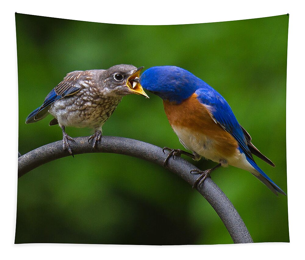 Bluebird Tapestry featuring the photograph A Little Wider Son by Robert L Jackson