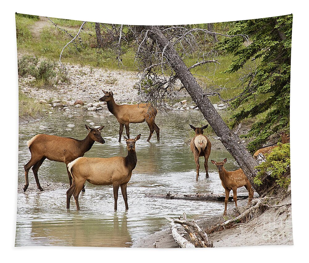 Photography Tapestry featuring the photograph A herd of Elks by Ivy Ho