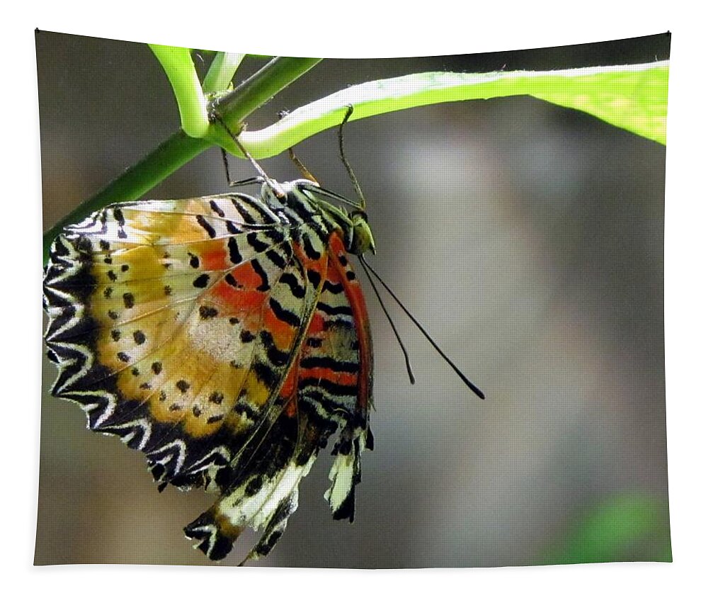 Butterfly Tapestry featuring the photograph A Real Beauty by Jennifer Wheatley Wolf
