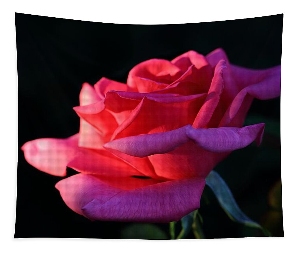 Blossom Tapestry featuring the photograph A Rose is a Rose by David Andersen
