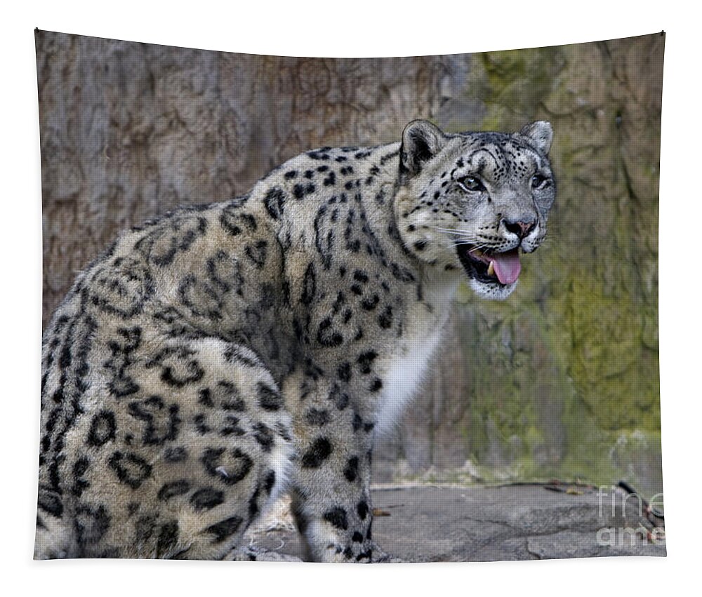 Leopard Tapestry featuring the photograph A Snow Leopards tongue by David Millenheft