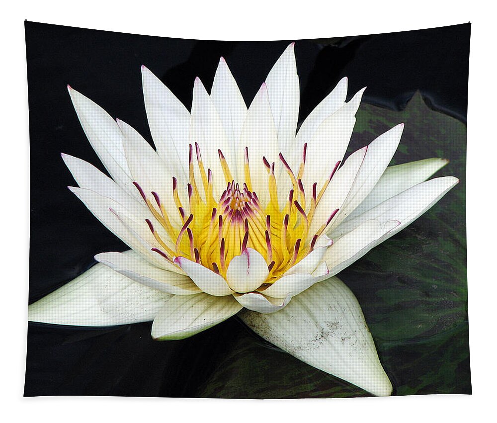 Water Lily Tapestry featuring the photograph Botanical Beauty by Rick Locke - Out of the Corner of My Eye