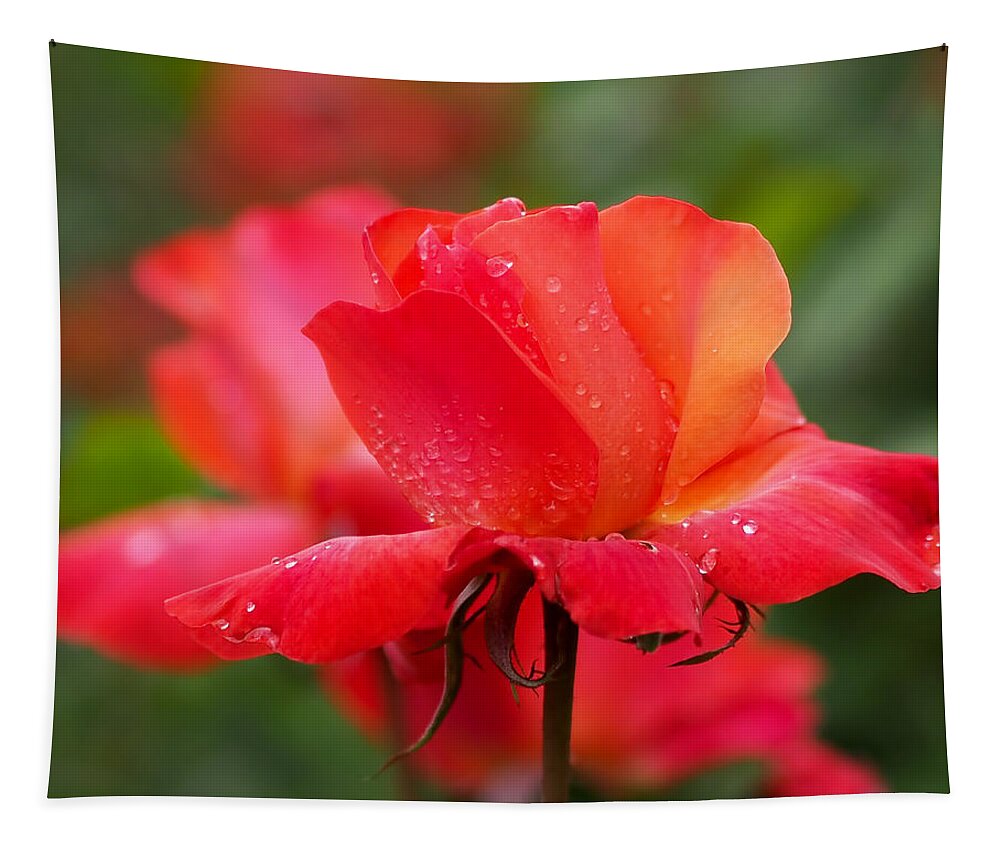Roses Tapestry featuring the photograph A Tintinara Rose in the Rain by Rona Black
