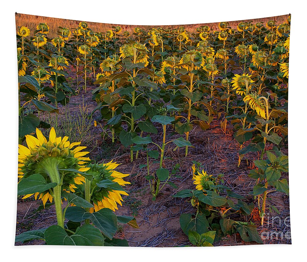 Flowers Tapestry featuring the photograph About Face by Jim Garrison