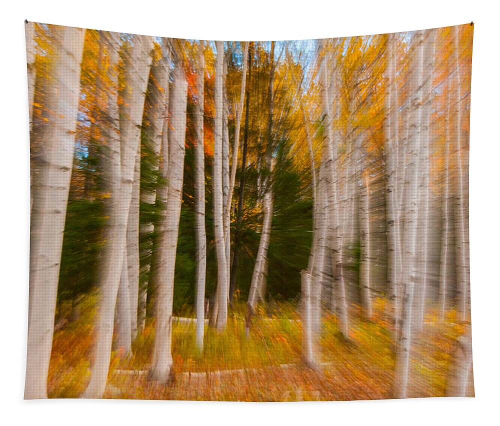 New England Tapestry featuring the photograph Abstract Autumn Birches by Brenda Jacobs
