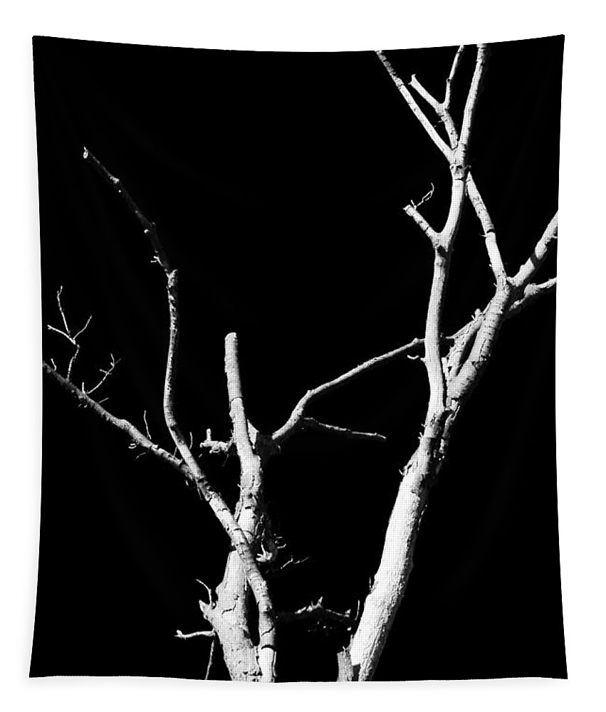 Branches Tapestry featuring the photograph Abstract Branches by Maggy Marsh