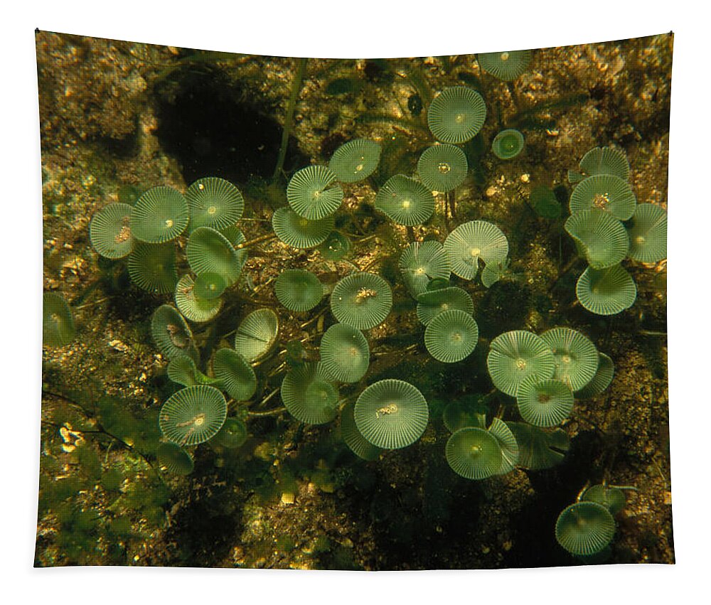 Acetabularia Tapestry featuring the photograph Acetabularia Algae by Newman & Flowers