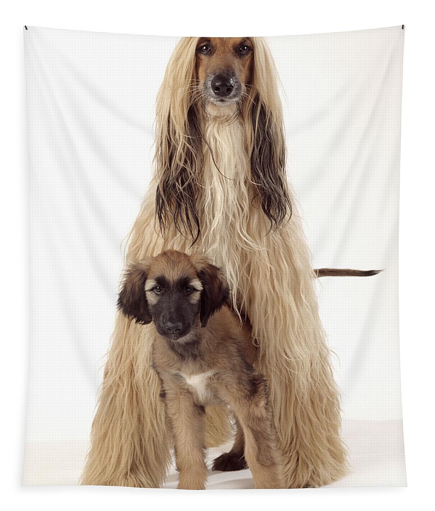 Dog Tapestry featuring the photograph Afghan Hound And Puppy by John Daniels