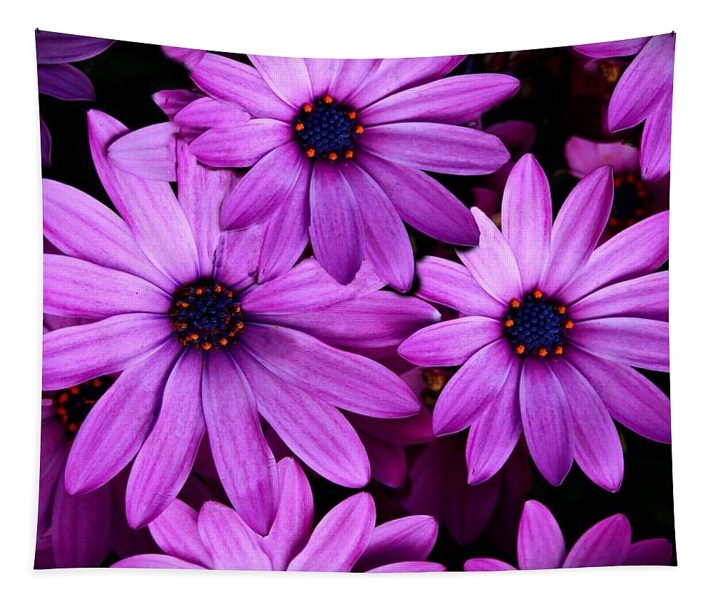 African Daisy Tapestry featuring the photograph African Daisy Photo Digital Art by David Dehner