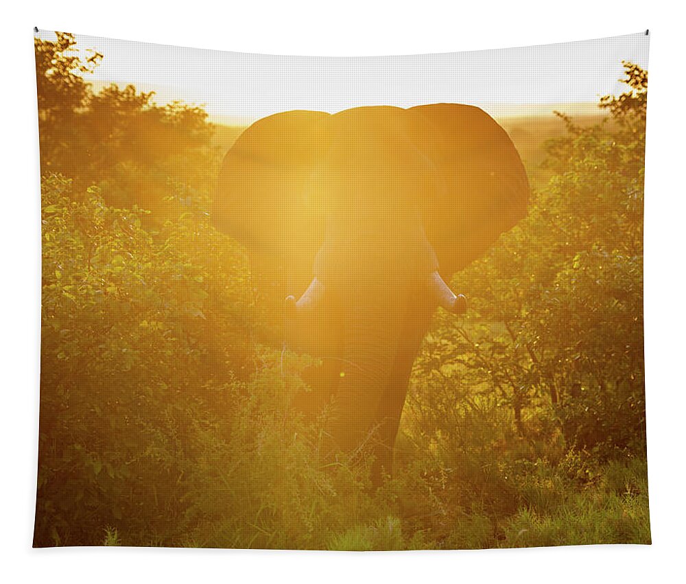 Loxodonta Tapestry featuring the photograph African Elephant Loxodonta , Kruger by Remsberg Inc