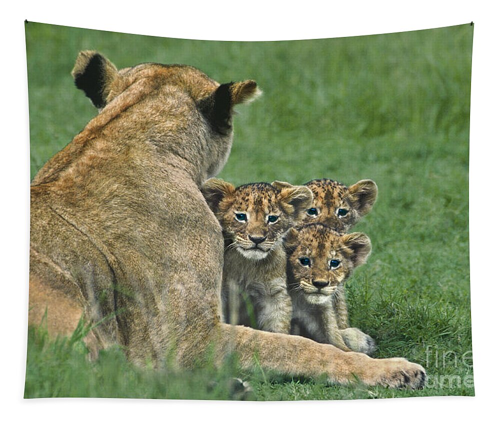 Africa Tapestry featuring the photograph African Lion Cubs Study the Photographer Tanzania by Dave Welling