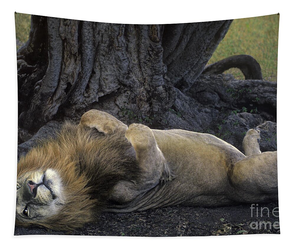 Dave Welling Tapestry featuring the photograph African Lion Panthera Leo Wild Kenya by Dave Welling