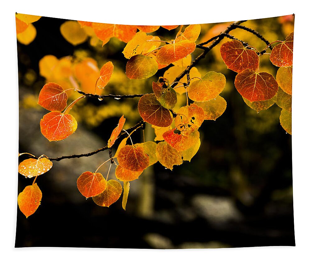 Fall Tapestry featuring the photograph After Rain by Chad Dutson