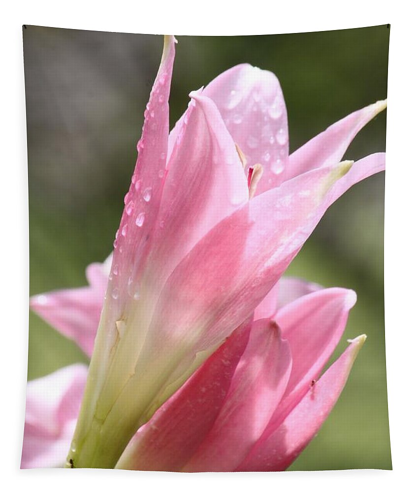 Flower Photography Tapestry featuring the photograph After The Rain by Amy Gallagher