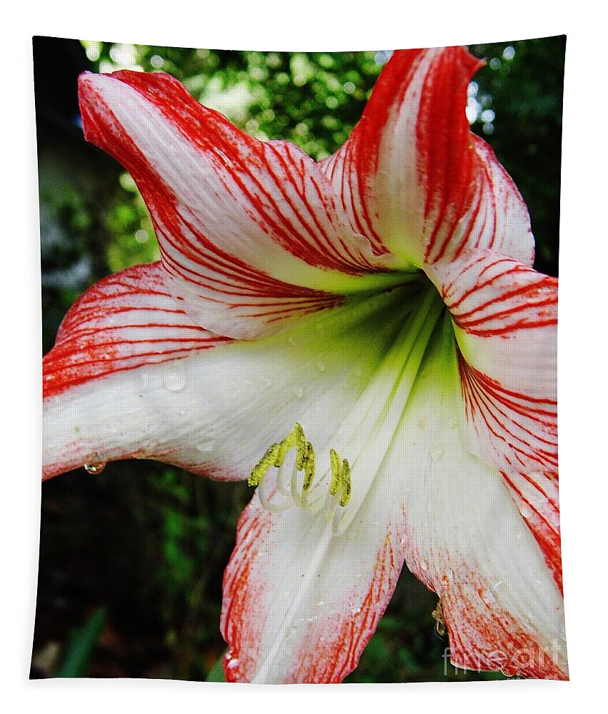 Amaryllis Tapestry featuring the photograph After The Rain Lily by D Hackett