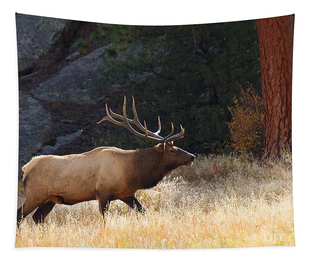 Elk Tapestry featuring the photograph Afternoon Patrol by Jim Garrison
