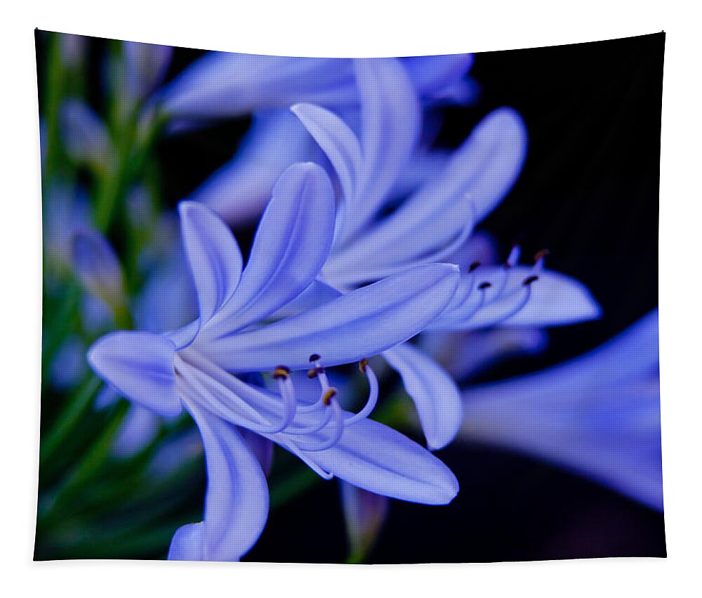 Agapanthus Tapestry featuring the photograph Agapanthus blue by Vanessa Thomas