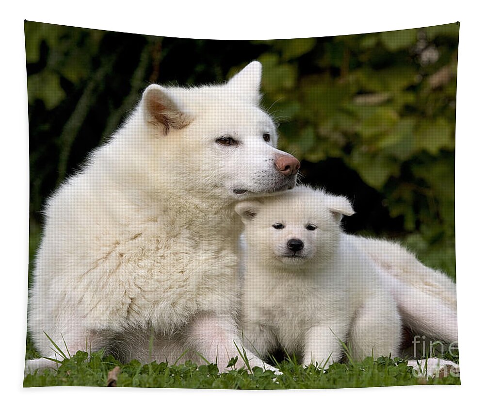 Dog Tapestry featuring the photograph Akita Inu Dog And Puppy by Jean-Michel Labat