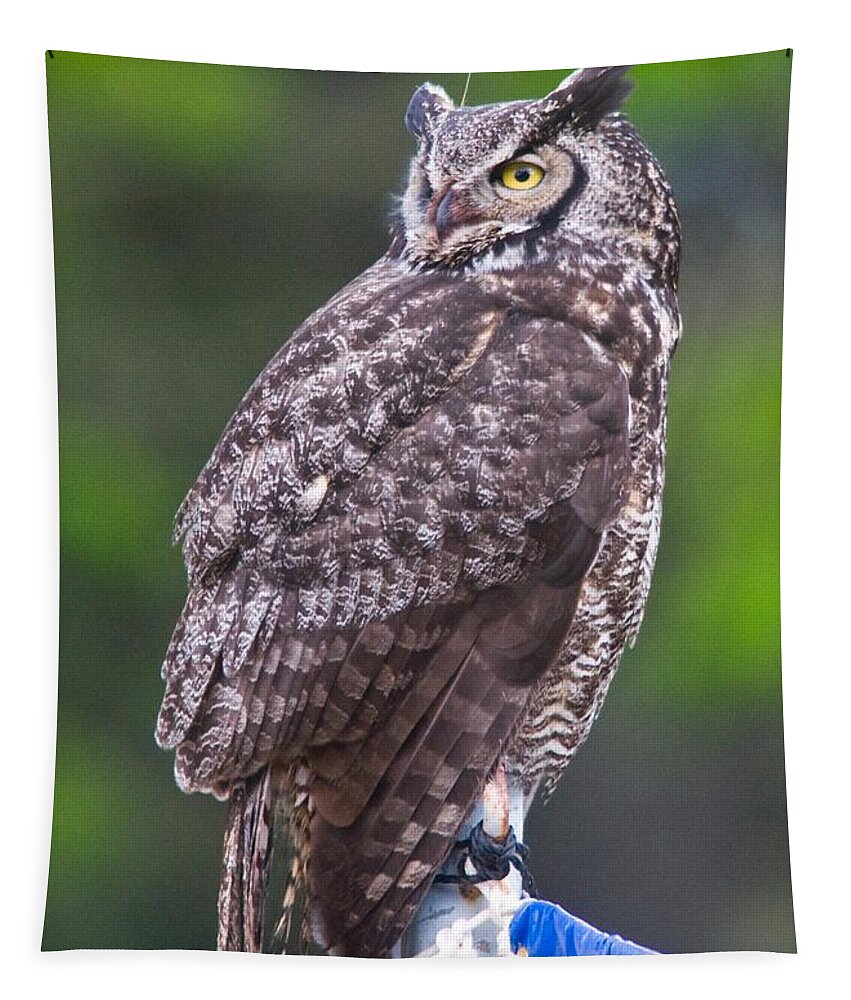 Wildlife Tapestry featuring the digital art Alaskan Owl by National Park Service