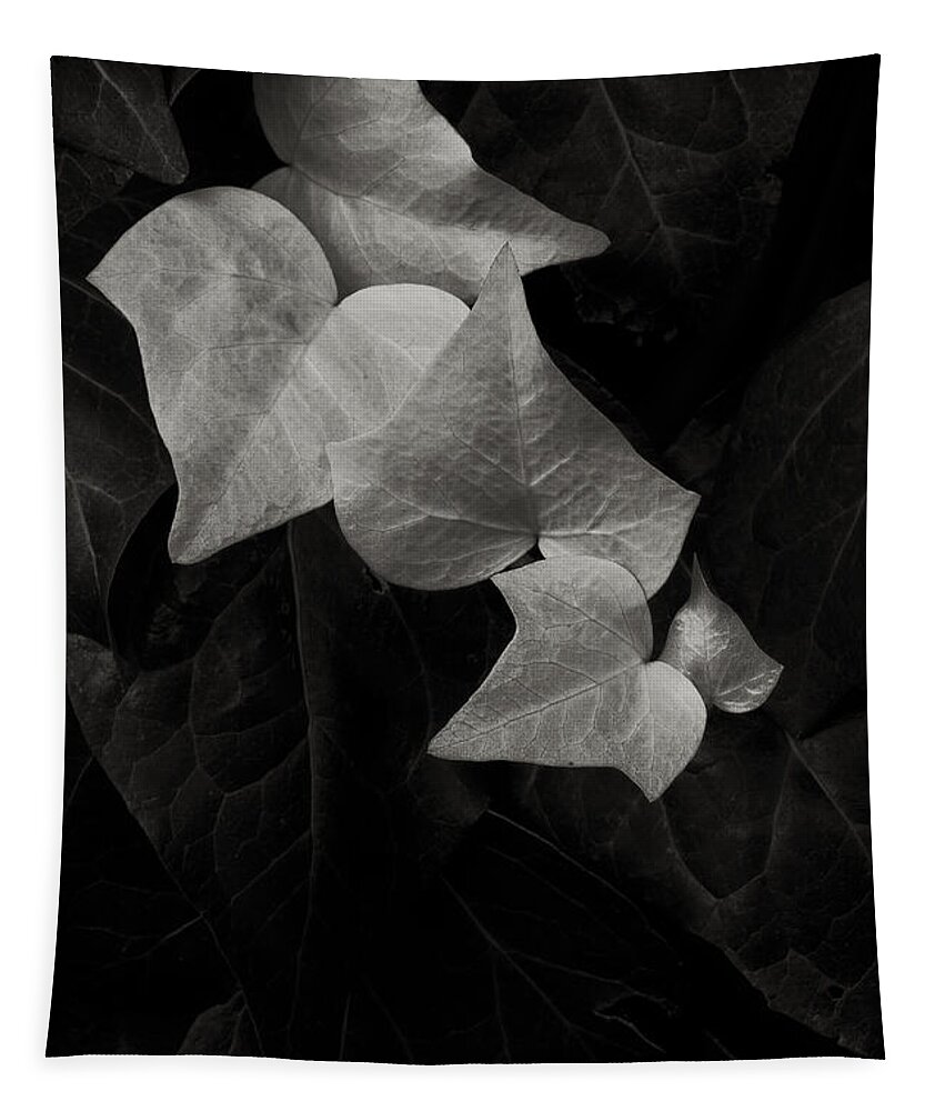 Leaf Tapestry featuring the photograph Albino Ivy by Robert Woodward
