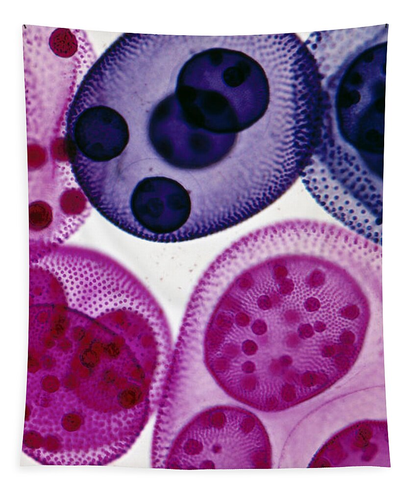 Vertical Tapestry featuring the photograph Algae Volvox Lm by De Agostini Picture Library