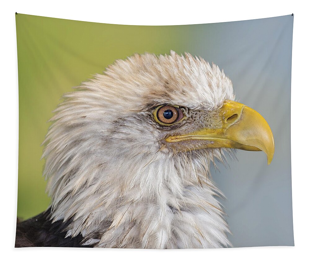 Eagle Tapestry featuring the photograph All Feathers And Additude by Bill and Linda Tiepelman