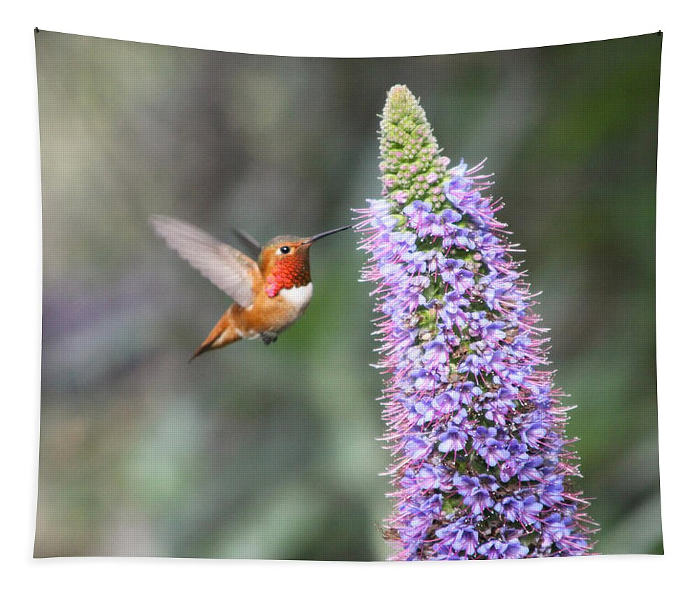 Allen Tapestry featuring the photograph Allen Hummingbird on Flower by Diana Haronis