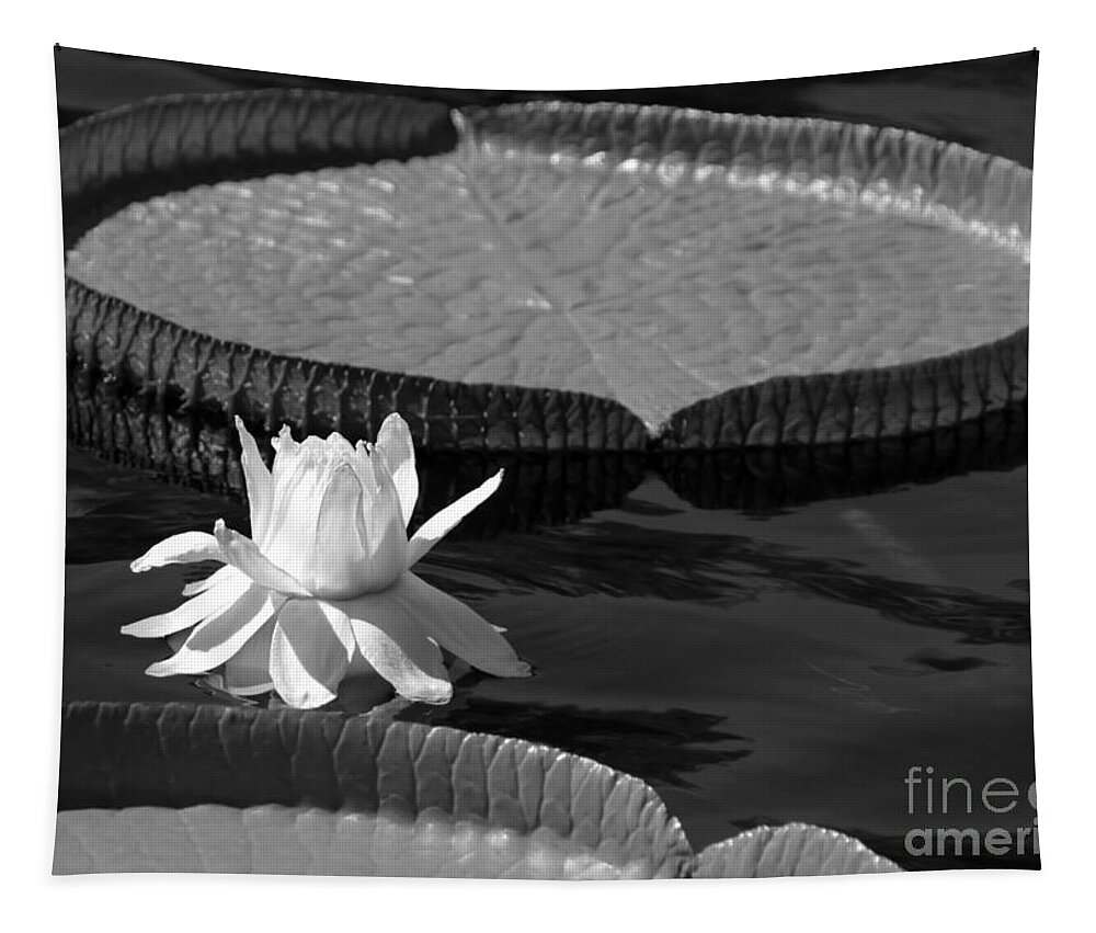 Landscape Tapestry featuring the photograph Amazing Amazonian Water Lily by Sabrina L Ryan