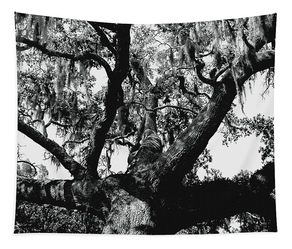 Oak Tapestry featuring the photograph Amazing Oak Tree by Debra Forand