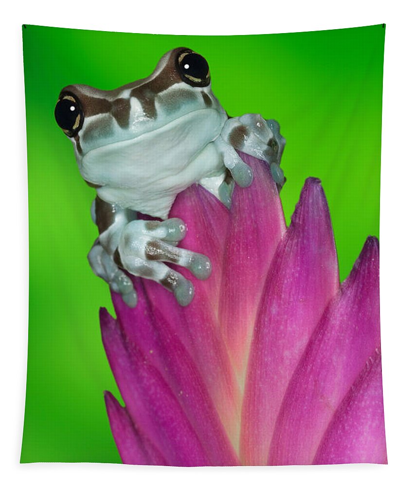 Animal Tapestry featuring the photograph Amazon Milk Frog Trachycephalus by Dennis Flaherty