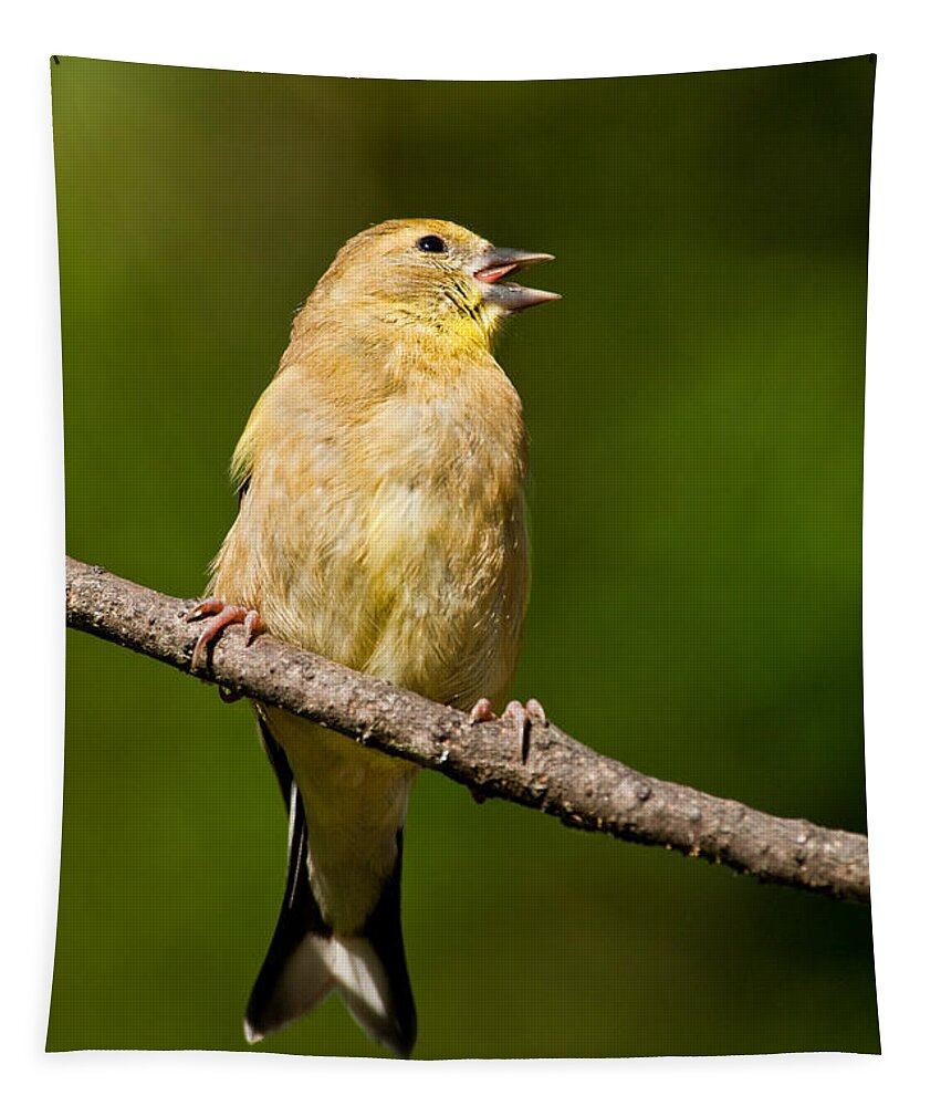 American Goldfinch Tapestry featuring the photograph American Goldfinch Singing by Jeff Goulden