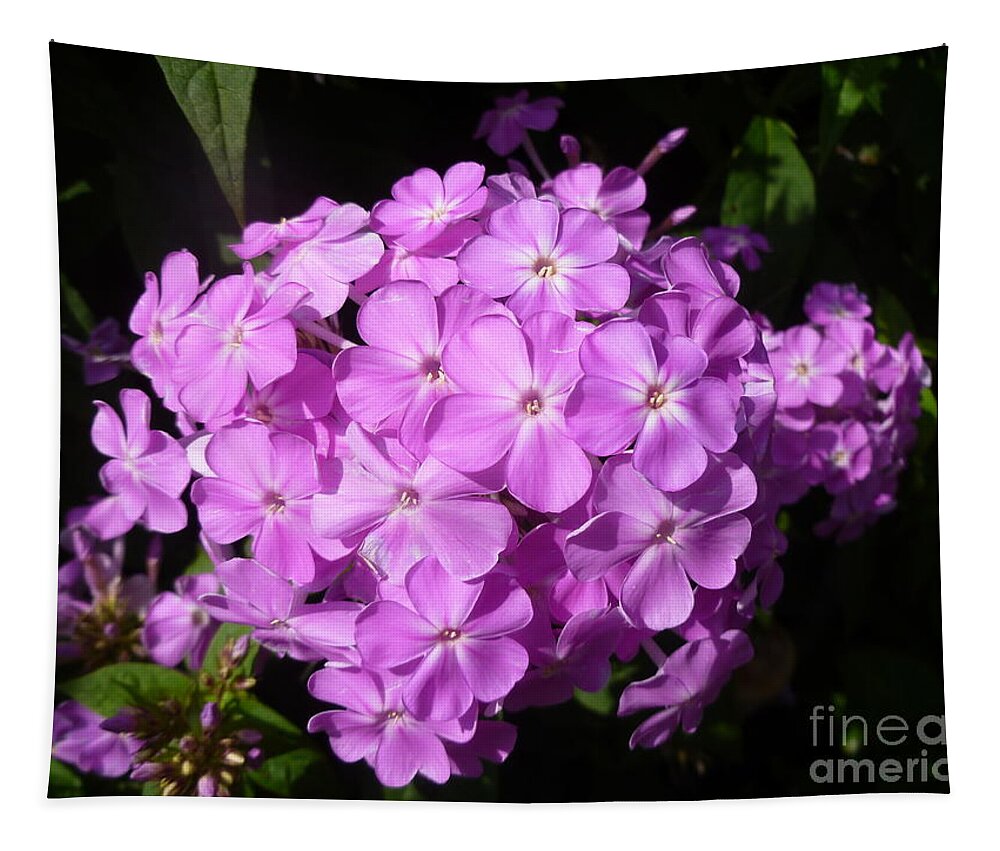 Purple Tapestry featuring the photograph Amethyst Hardy Phlox by Lingfai Leung