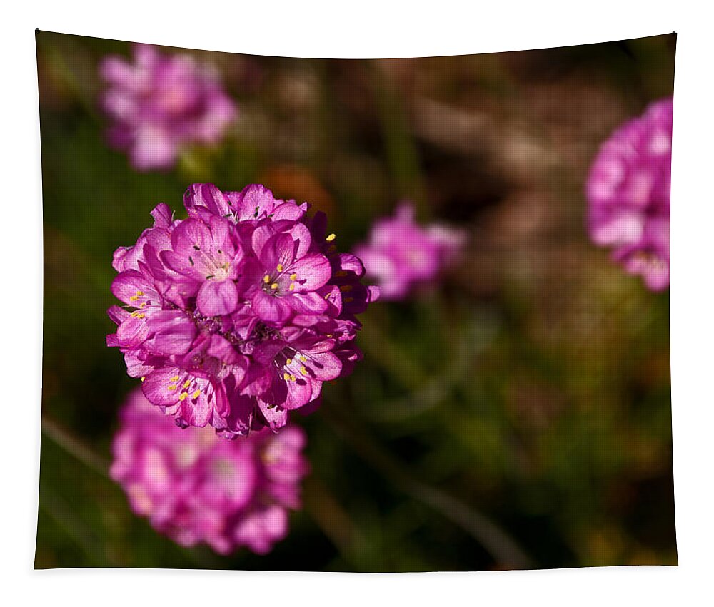  Armeria Maritima Tapestry featuring the photograph Among and Set Apart by Tikvah's Hope