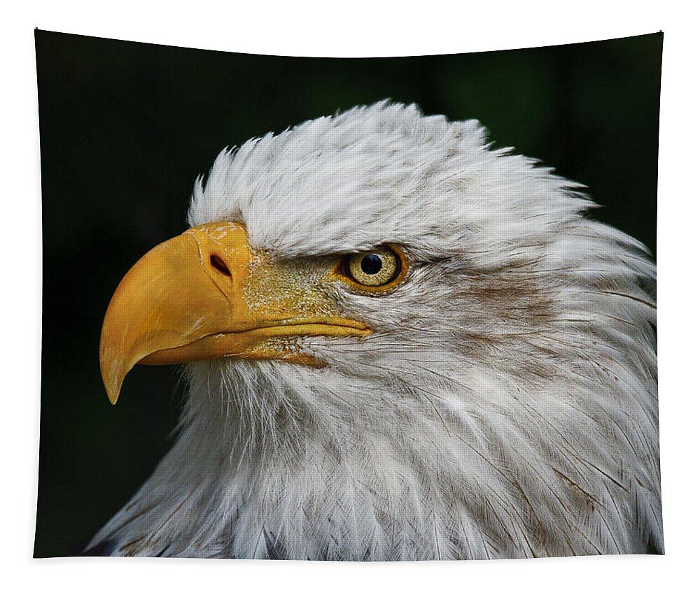 An Eagle's Portrait Tapestry featuring the photograph An Eagle's Portrait by Wes and Dotty Weber