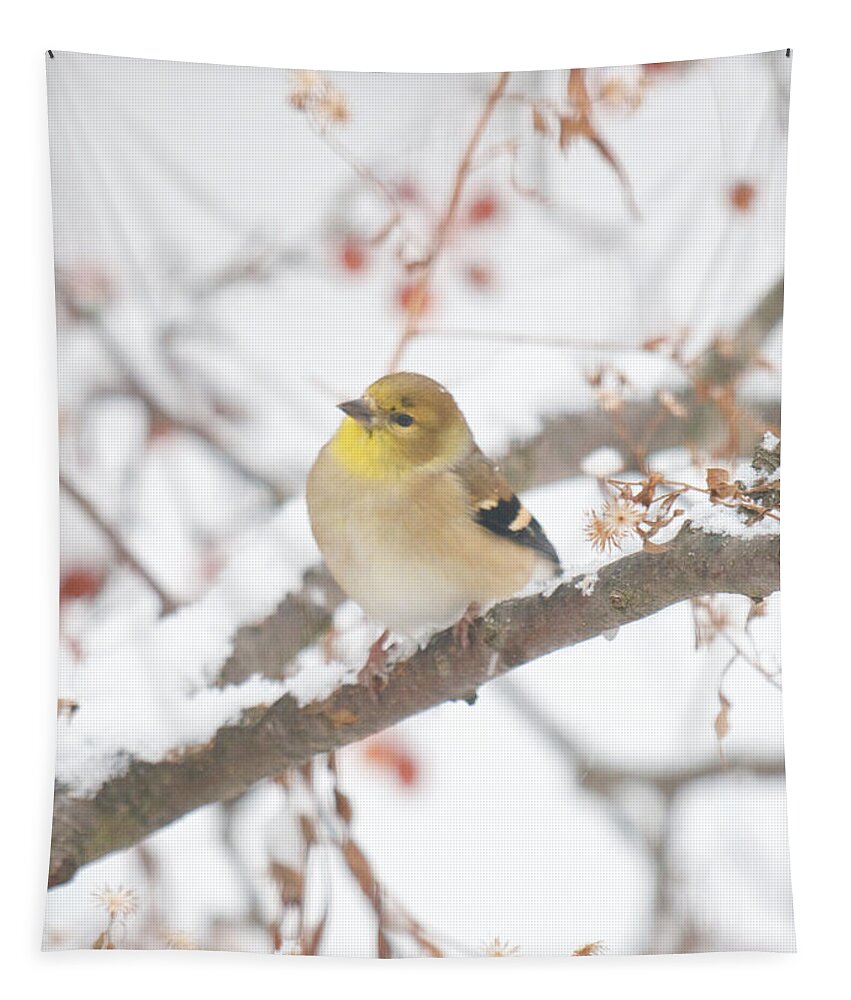 Bird Tapestry featuring the photograph And Now What by Kristin Hatt