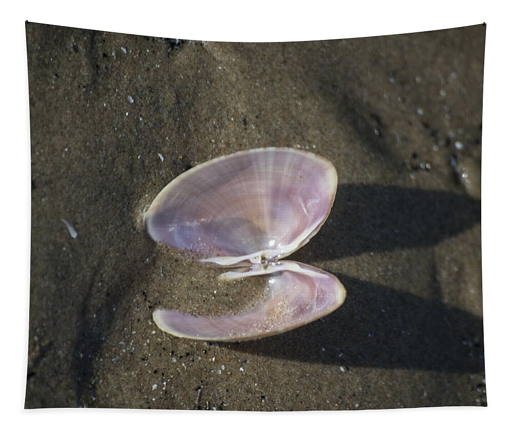 Sea Shell Tapestry featuring the photograph Angel Wings by Spikey Mouse Photography
