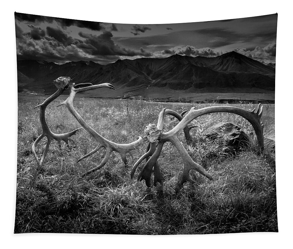 Antlers Tapestry featuring the photograph Antlers in Black and White by Andrew Matwijec