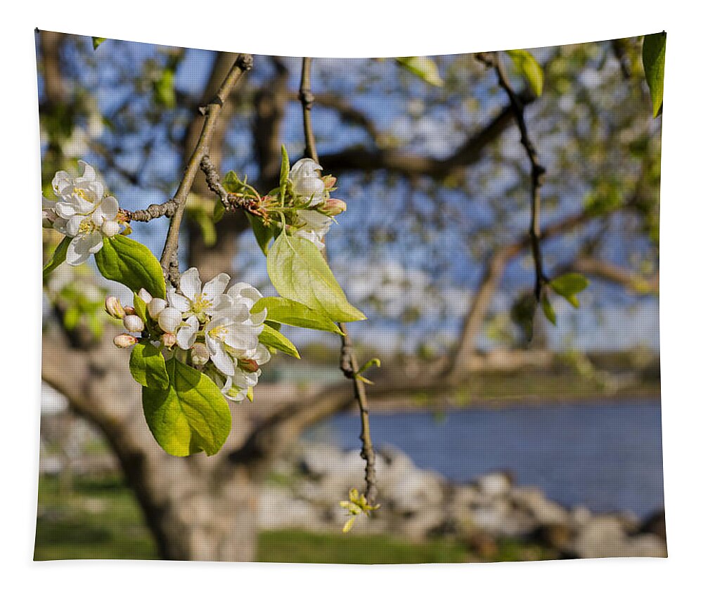 Landscape Tapestry featuring the photograph Apple Blossoms by the Hudson River by Marianne Campolongo
