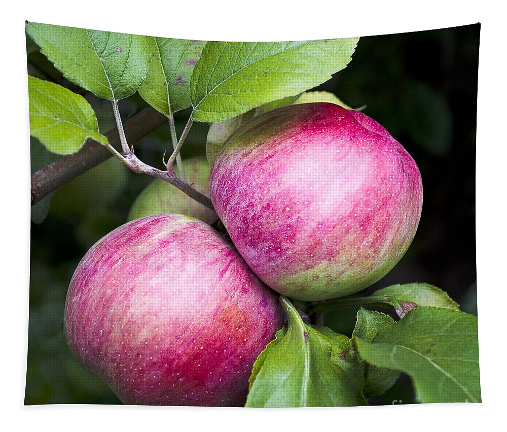 Apples Tapestry featuring the photograph 2 Apples on Tree by Steven Ralser