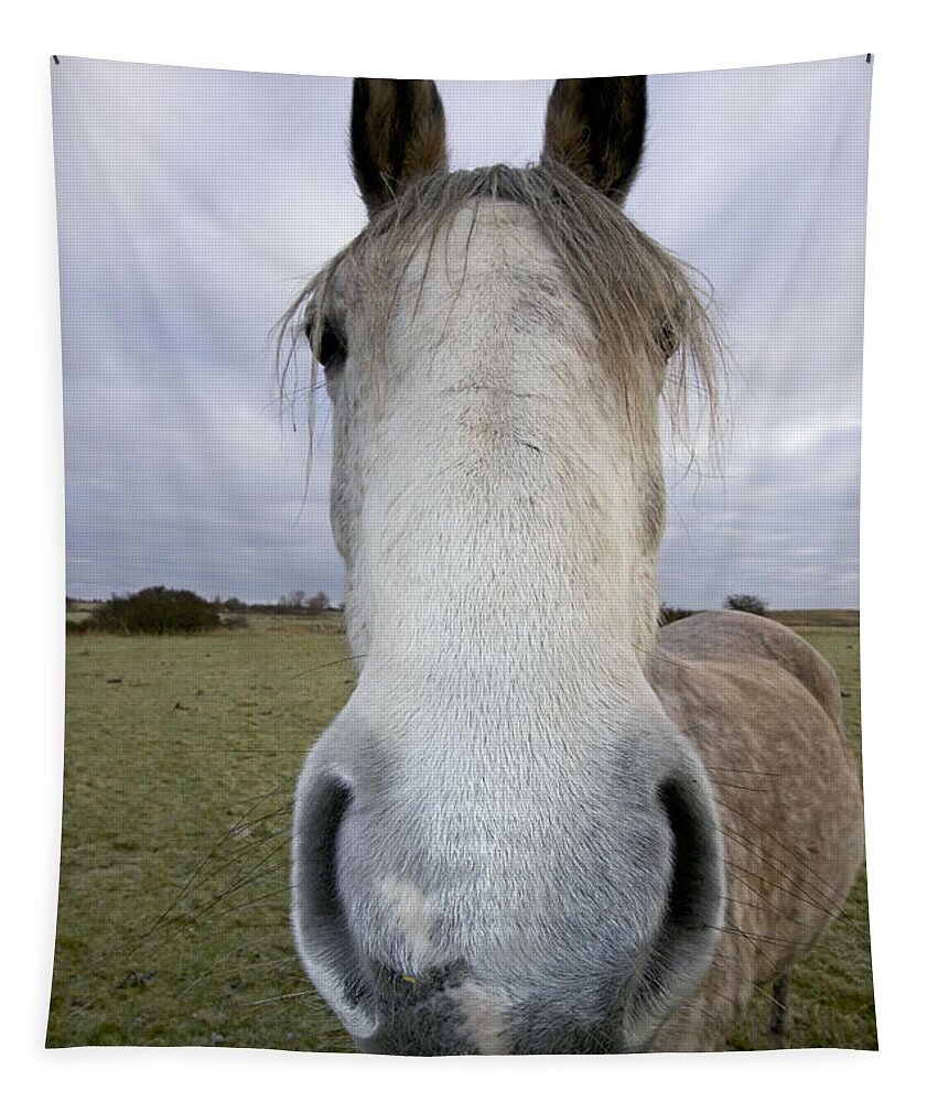 Arab Horse Tapestry featuring the photograph Arab Horse by John Cancalosi