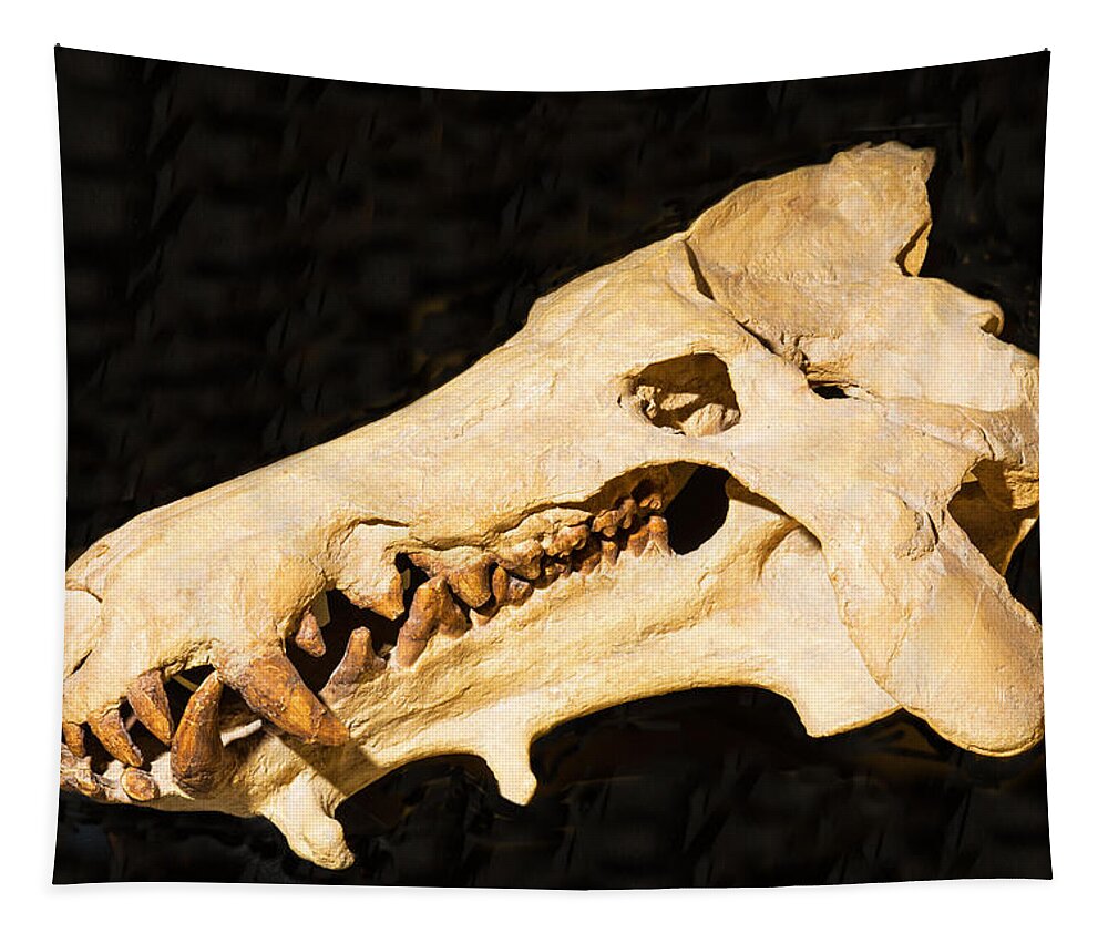 Nature Tapestry featuring the photograph Archaeotherium Skull Fossil by Millard H. Sharp