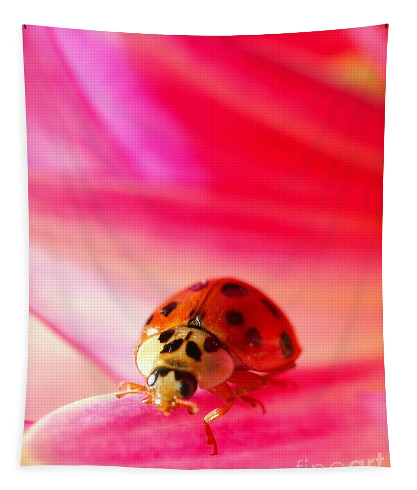 Red Tapestry featuring the photograph Asian Lady Beetle 2 by Amanda Mohler
